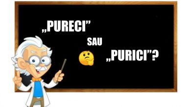 Photo of „Pureci” sau „purici”?